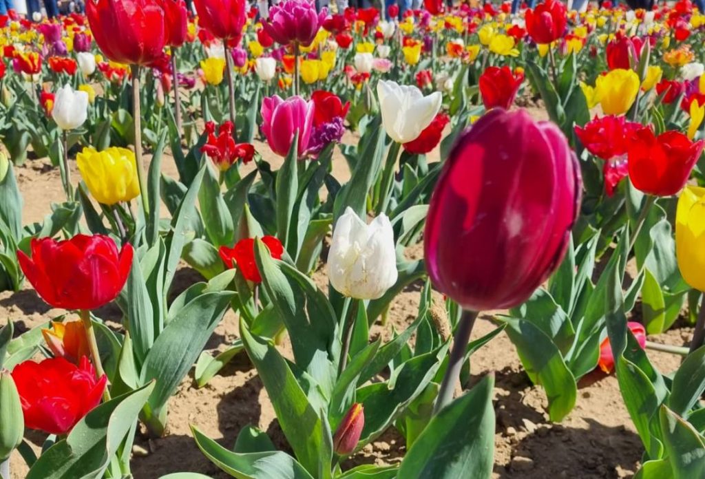 campo di tulipani in un azienda multifunzionale